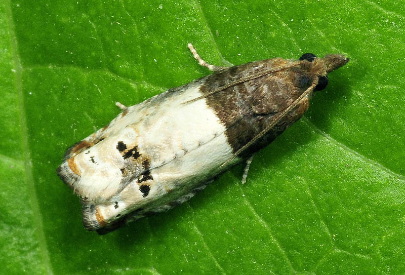 1 Tortricidae - Notocelia roborana